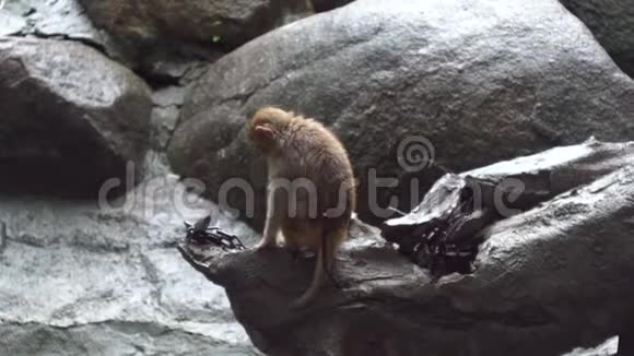 一只猴子坐在岩石上媒体悲伤的猴子坐着背对着岩石独自在雨天野生动物和哺乳动物视频的预览图