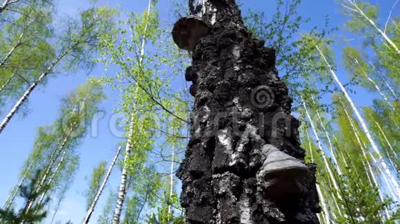 木蘑菇它寄生在桦树上视频的预览图