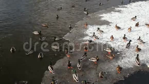 河上冰洞里的鸭子视频的预览图
