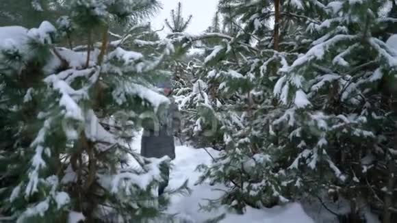 在白雪皑皑的冬林中漫步在松树间的女人视频的预览图