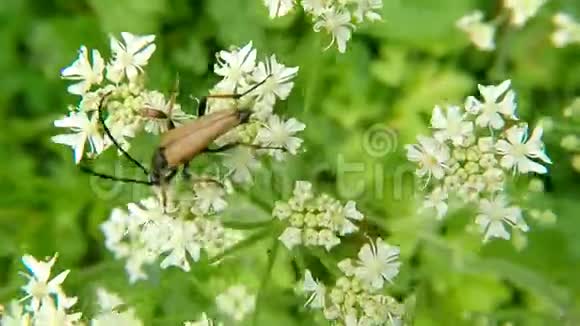一朵白花上的红褐色长角甲壳虫视频的预览图