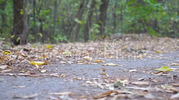 少年运动员在初秋森林中沿着小径奔跑的雄脚强壮运动员的腿沿着小径慢跑视频的预览图
