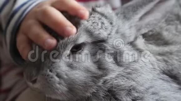 灰兔坐在一个孩子的膝盖上特写视频的预览图