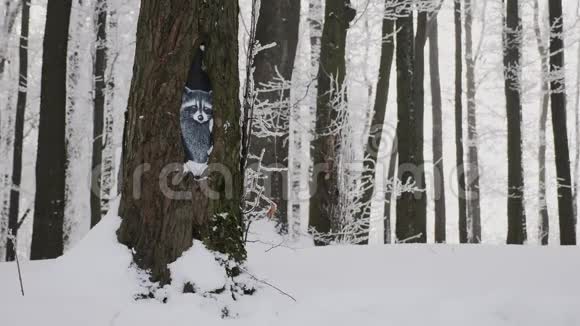 冬天的森林在树皮上一棵粗大的画着逼真的浣熊视频的预览图