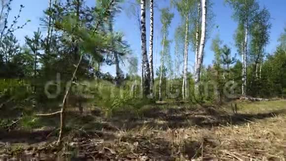 漫步在白桦林中干叶和青草视频的预览图