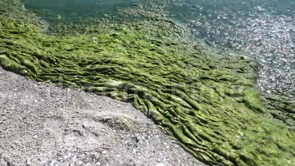 绿藻污染海洋视频的预览图