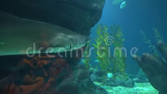 大鲨鱼在海底深处游泳寻找猎物视频的预览图