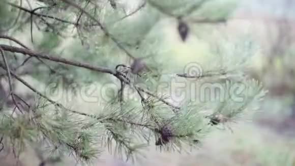 一种松树的枝条在风中摇曳视频的预览图