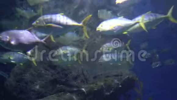 一群有黄色尾巴和鳍的鱼热带鱼在蓝水中游泳视频的预览图