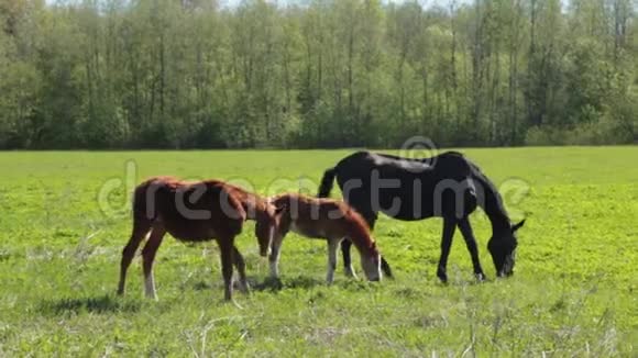在森林附近的农场里一匹带着小马驹的马和其他马一起在草地上自由放牧视频的预览图