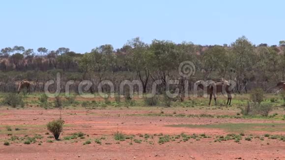 骆驼在澳大利亚内陆行走视频的预览图