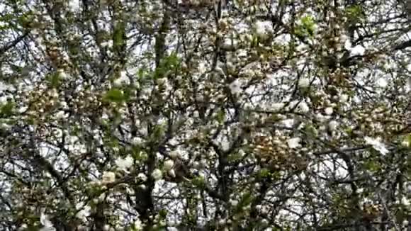 春天树的花枝在风中摇摆视频的预览图