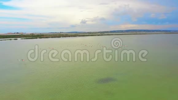 空中观景火烈鸟在湖面日落时靠近镜头飞行视频的预览图