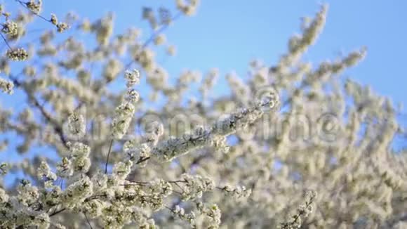 一套春天樱桃开花枝的视频视频的预览图