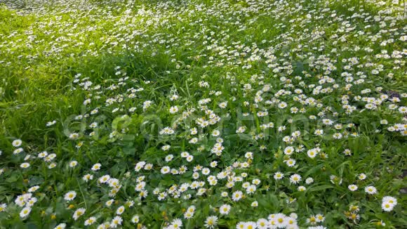 春暖花开鲜草与雏菊视频的预览图