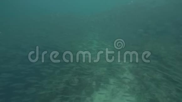 沙丁鱼在碧海中游泳潜水时在透明的海水中游泳视频的预览图