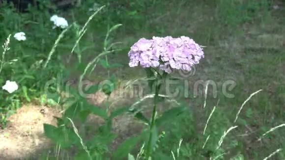 美丽的彩色月桂花月桂开园视频的预览图