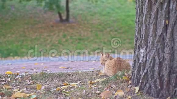 橙色流浪猫坐在乌克兰敖德萨市公园的大老树附近在一个夏天阳光明媚的日子里放松视频的预览图
