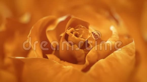 接近开放的橙色玫瑰盛开的橙色玫瑰视频的预览图