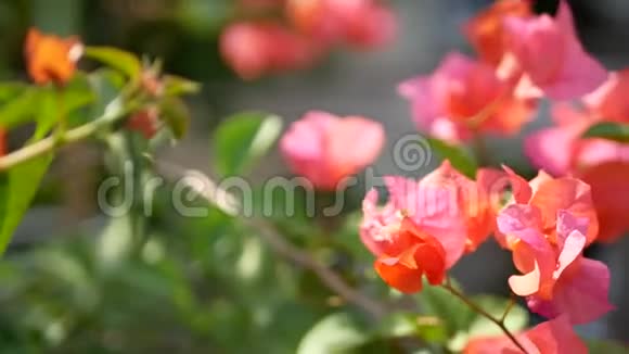 户外红橙布干维尔花卉的选择焦点视频的预览图