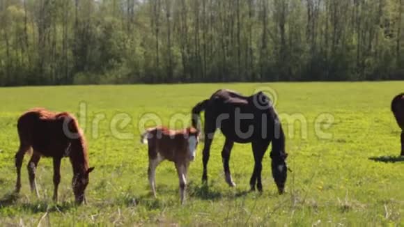 在森林附近的农场里一匹带着小马驹的马和其他马一起在草地上自由放牧视频的预览图