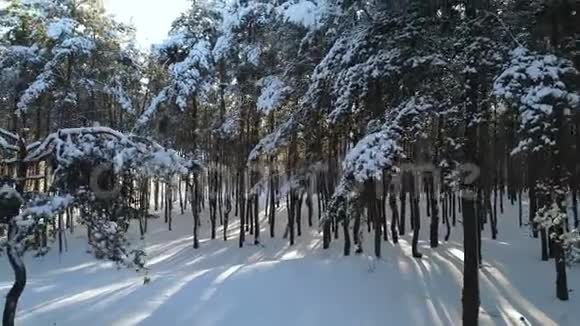 在冬林中起飞视频的预览图