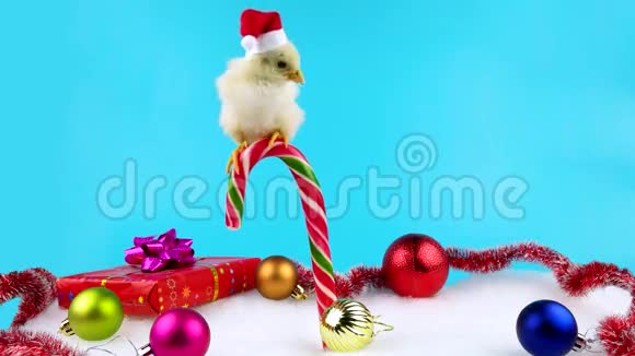 黄色的小公鸡坐在糖果拐杖上装饰着圣诞节视频的预览图