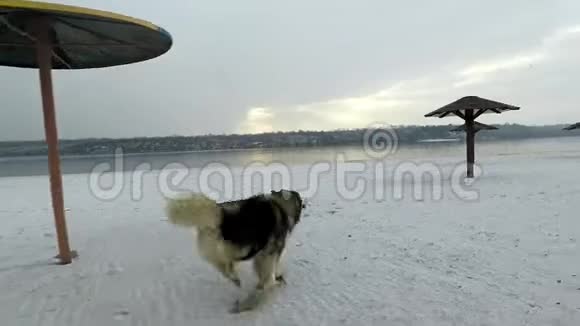 美丽的狗种马马鲁特哈士奇沿着积雪的海岸缓慢地奔跑视频的预览图