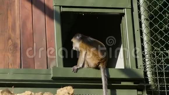 外面笼子窗户里的猕猴视频的预览图