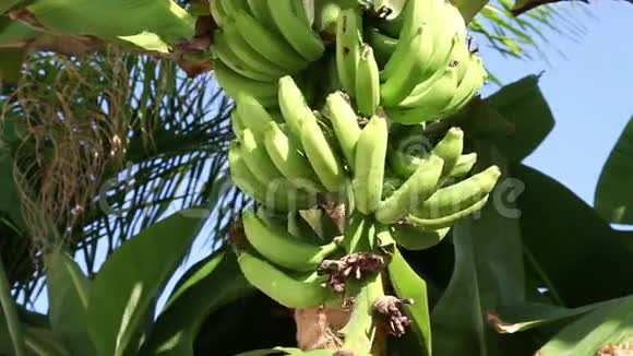 一捆香蕉视频的预览图