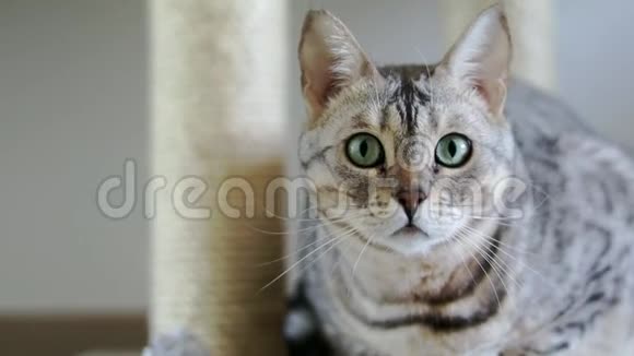 一只绿色眼睛的美丽灰色纯种孟加拉猫的特写肖像视频的预览图