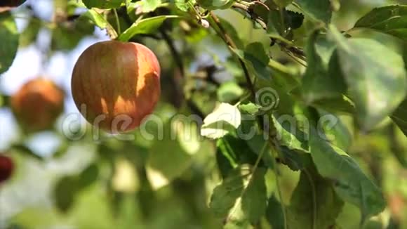 树枝上有机红苹果果园上有水果准备采摘视频的预览图
