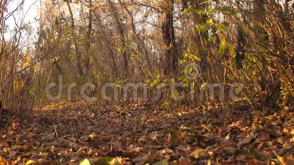 十几岁的女孩走在一个秋天的公园里狗散落着棕色的秋叶狗用他的照相机推镜头视频的预览图