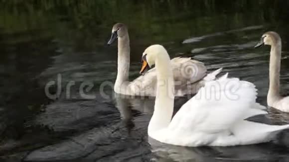 白色天鹅漂浮在河上视频的预览图