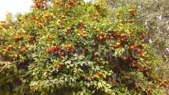 潘在花园里的树上生长着美丽的橘子视频的预览图