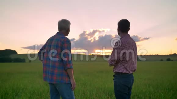 老父亲与成年儿子站在一起看小麦或黑麦地上的日落美丽的大自然视频的预览图
