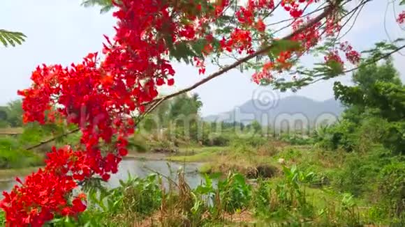 泰国排火焰树的花朵视频的预览图