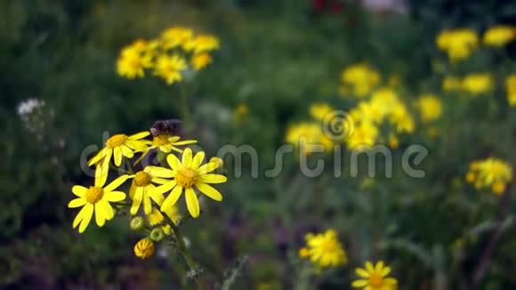 蜜蜂从黄色的野甘菊中收集花粉蜜蜂用雏菊给田野授粉视频的预览图