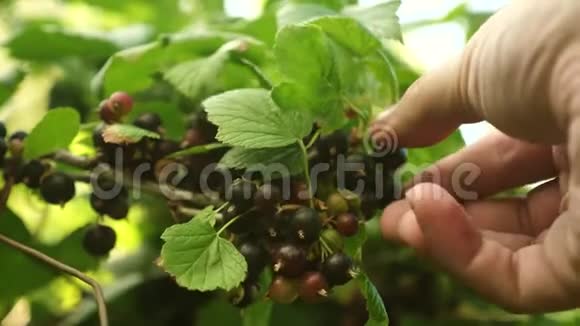 黑醋栗的收获是由农民收集的手采摘成熟的黑色醋栗浆果特写镜头大浆果视频的预览图