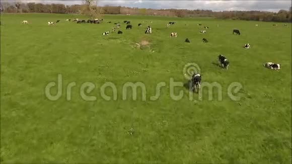 空中观景牛和牛爱尔兰视频的预览图