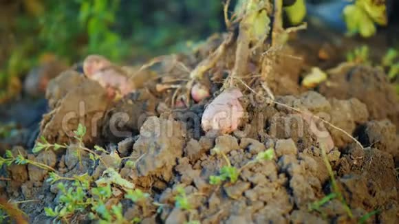 从地上挖出一个土豆丛农产品概念视频的预览图