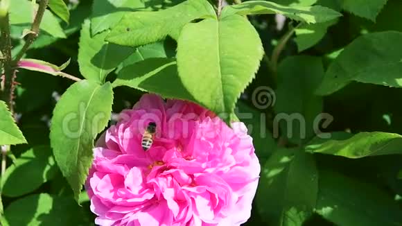 120fps蜂蜜蜂从粉红色玫瑰中收集花粉的慢动作片段视频的预览图