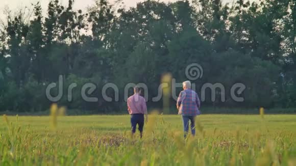 老父亲和成年儿子走在麦田前的后景深绿的森林背景收获季节视频的预览图