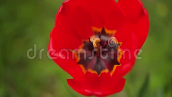 红色郁金香花特写绿色自然背景上的美丽郁金香视频的预览图