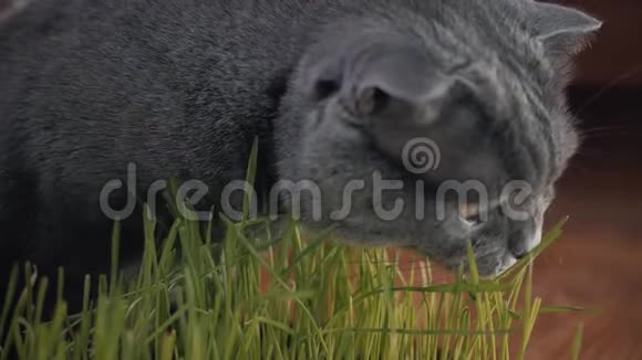 灰色的英国猫吃新鲜的青草猫草在锅里是一种天然的治疗毛球视频的预览图