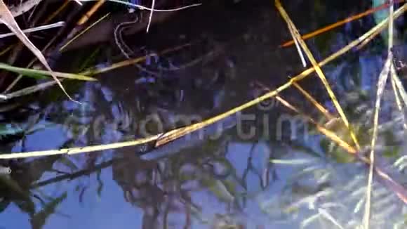 水蛇猎小鱼一群小鱼大规模的沙子嗅到了黑海的奥瑟丽娜博耶里视频的预览图