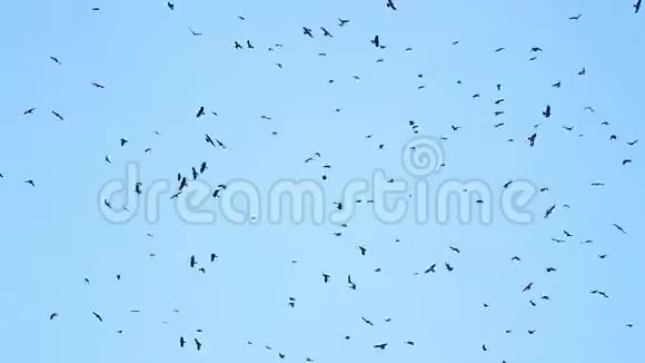 成千上万的黑鸟在天空中盘旋视频的预览图
