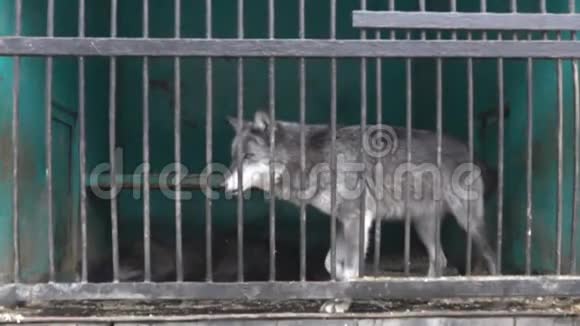 狼在笼子里匍匐着视频的预览图
