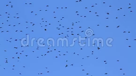 慢动作的黑鸟飞过蓝天视频的预览图