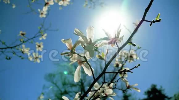 开花的白玉兰树视频的预览图